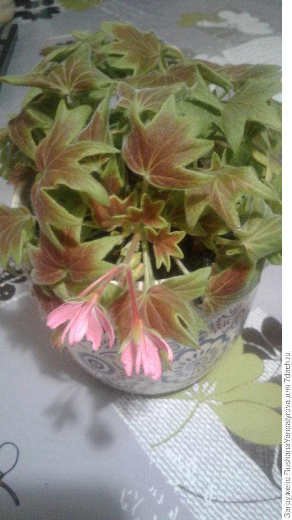 Герань-малышка с цветами-звездочками яркими листьями,как у клена!