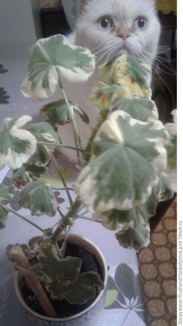 Гераньс белой каймой по листьям и белая Маня!