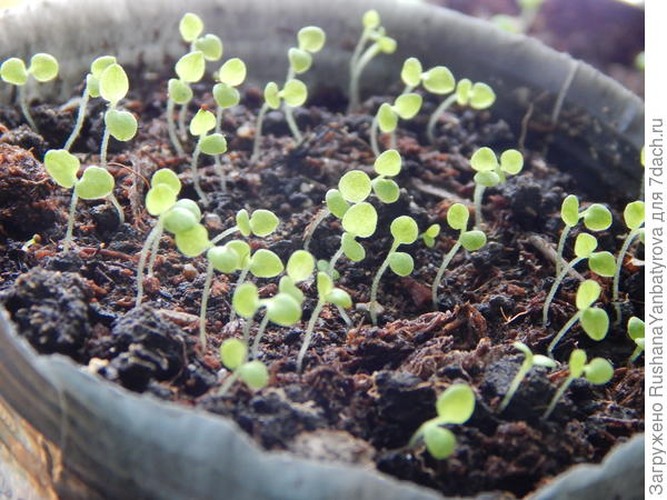 А это мартовские.