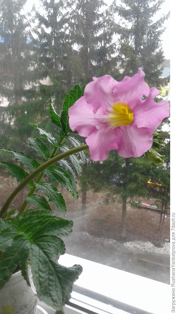 А это вам. Инкарвиллея расцвела!