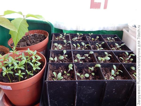 Цинерарии и бархатцы.