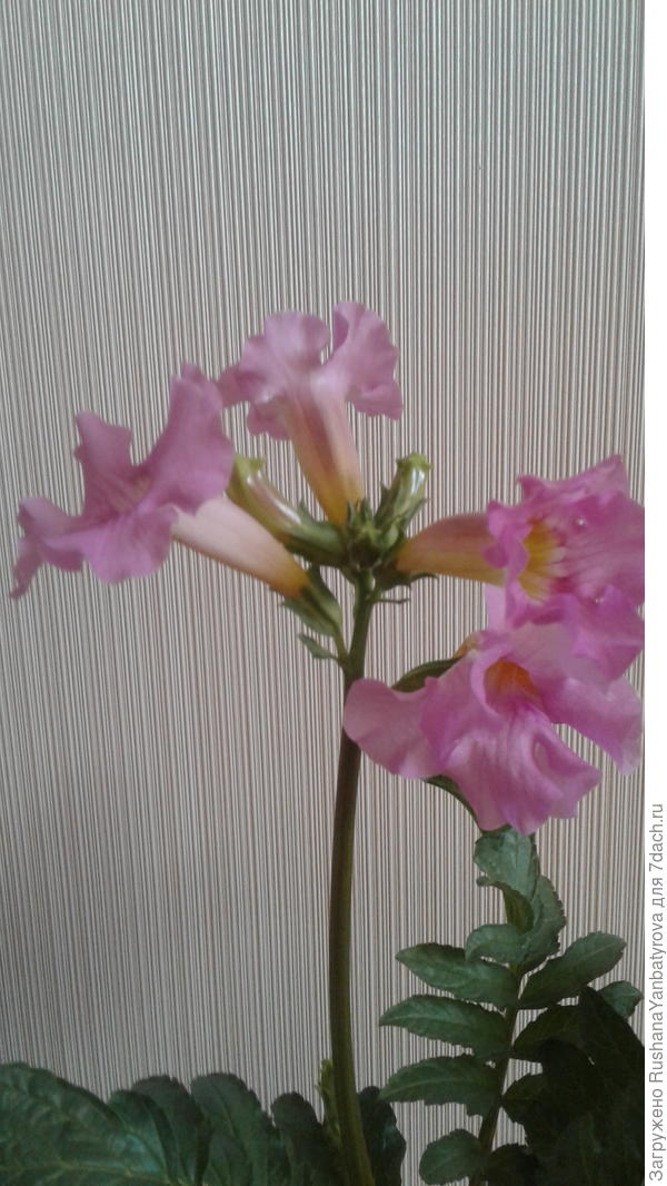 Продолжает расцветать!