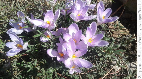 А это Вам с уважением и любовью!