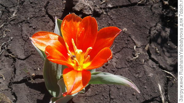 Дарю первый тюльпанчик!