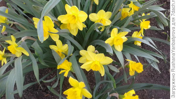 Солнышки мои!