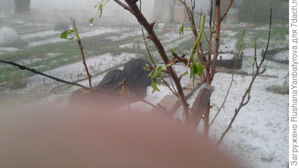 Груша голая!