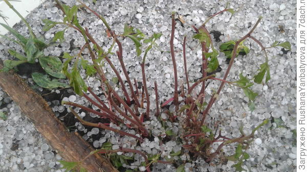 Пионы стали такие!