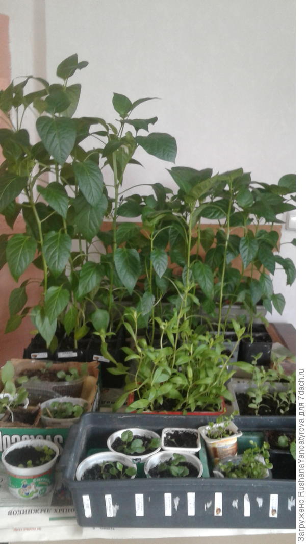 Перец и цветы