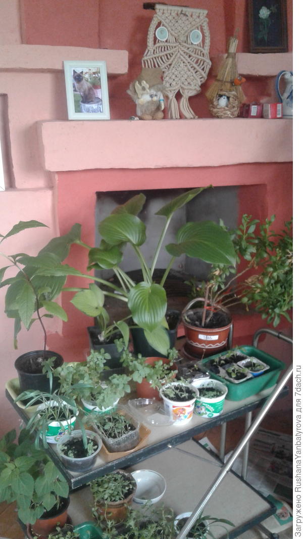 Тимофей на камине и море рассады...