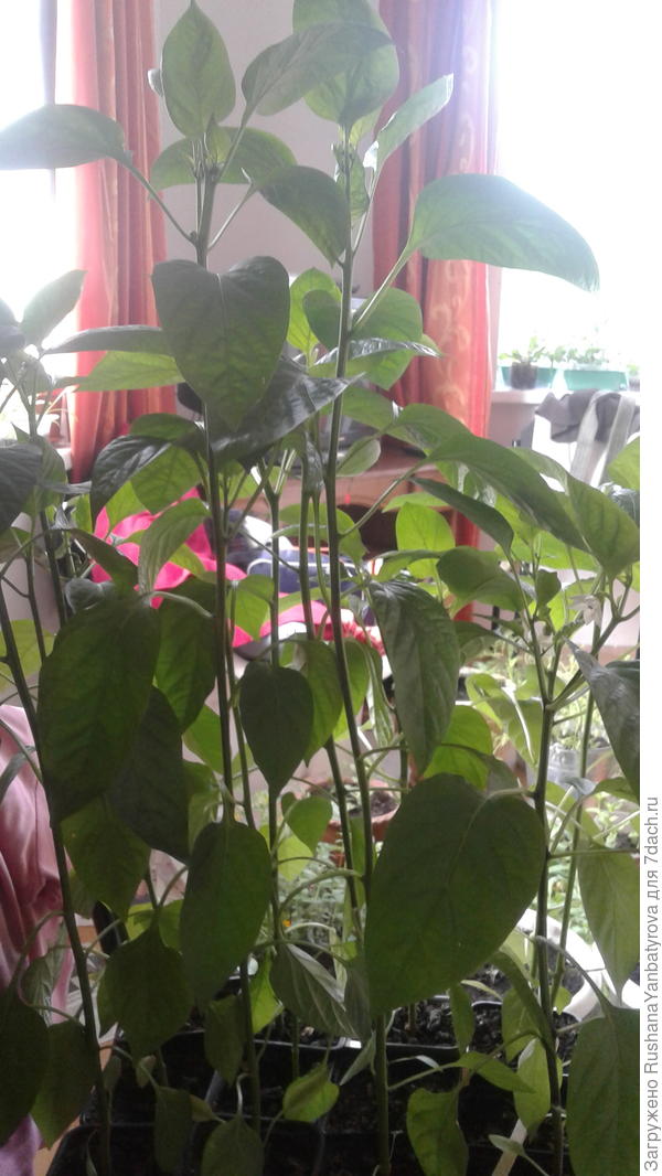 Видно,какие это гиганты?