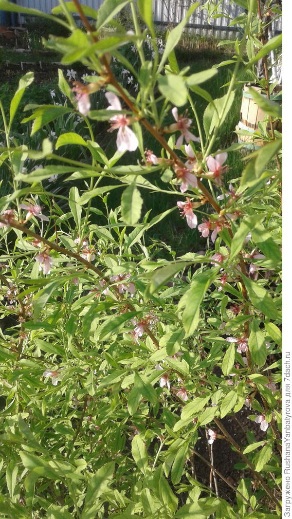 Бобовник на даче.