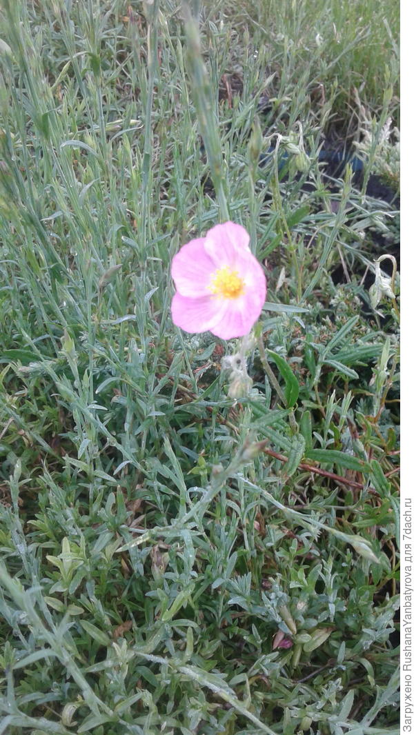 С - солнцецвет встречает утро!