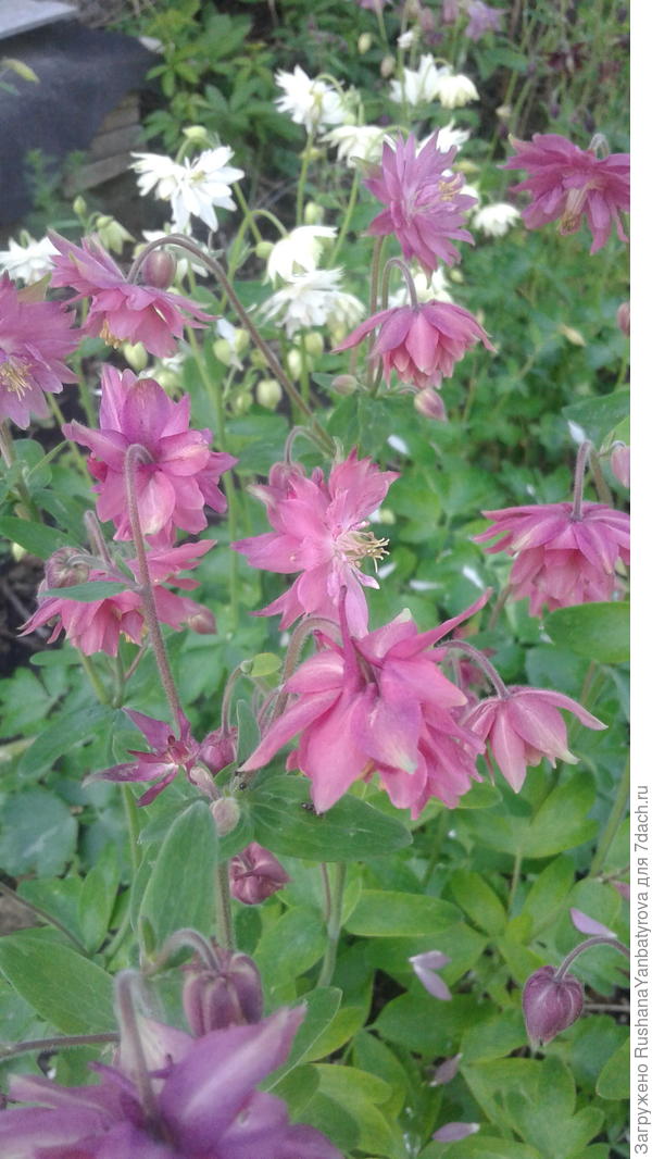 Аквиллегия.