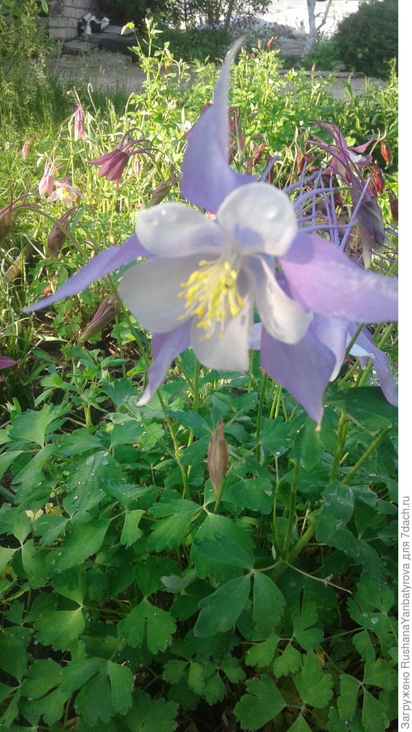 Аквиллегии крупноцветковые.