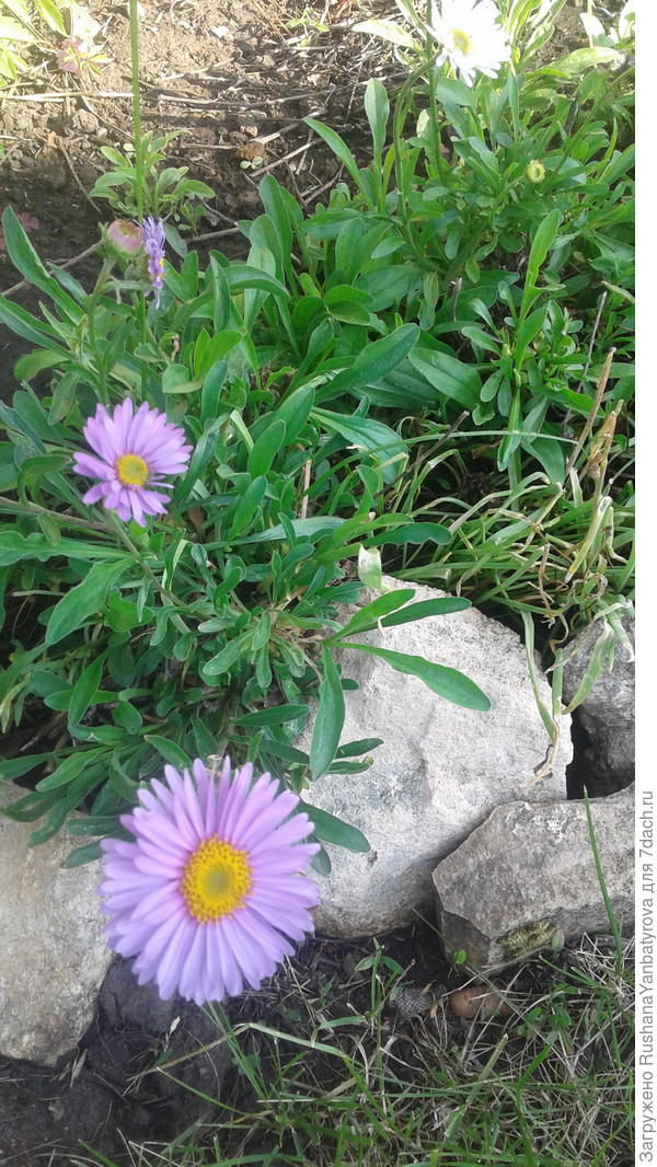 А - астра многолетняя