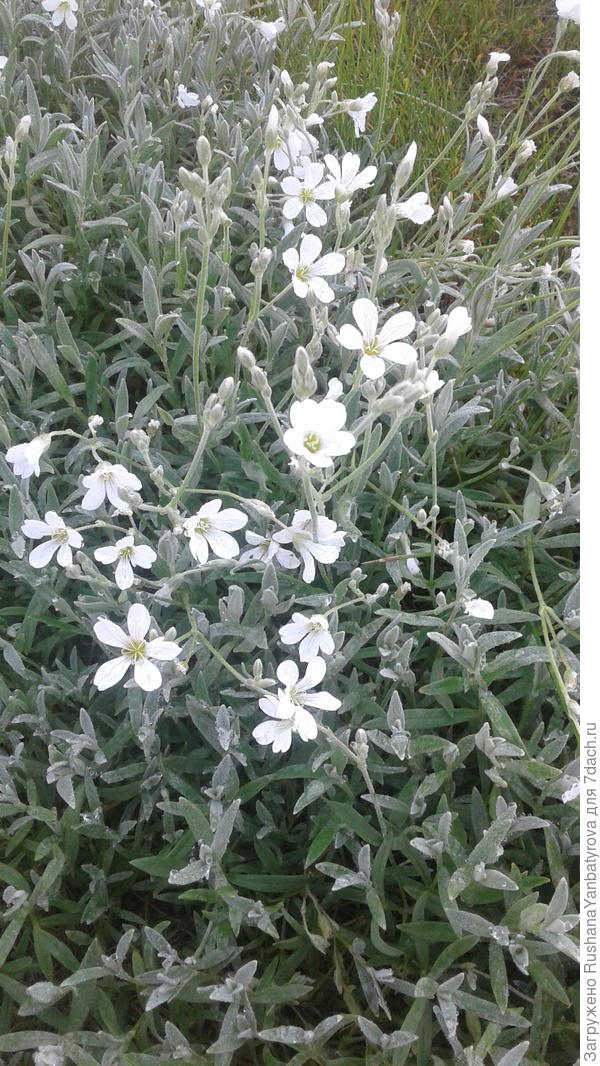 Я - ясколка.