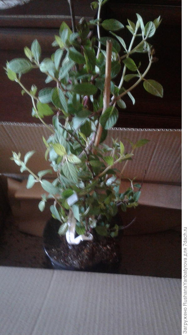 Первое фото после вскрытия посылки.