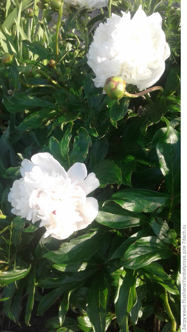 Белые пионы дорогим моему сердцу Близнецам!