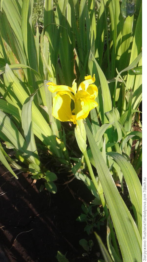 Ирис болотный.