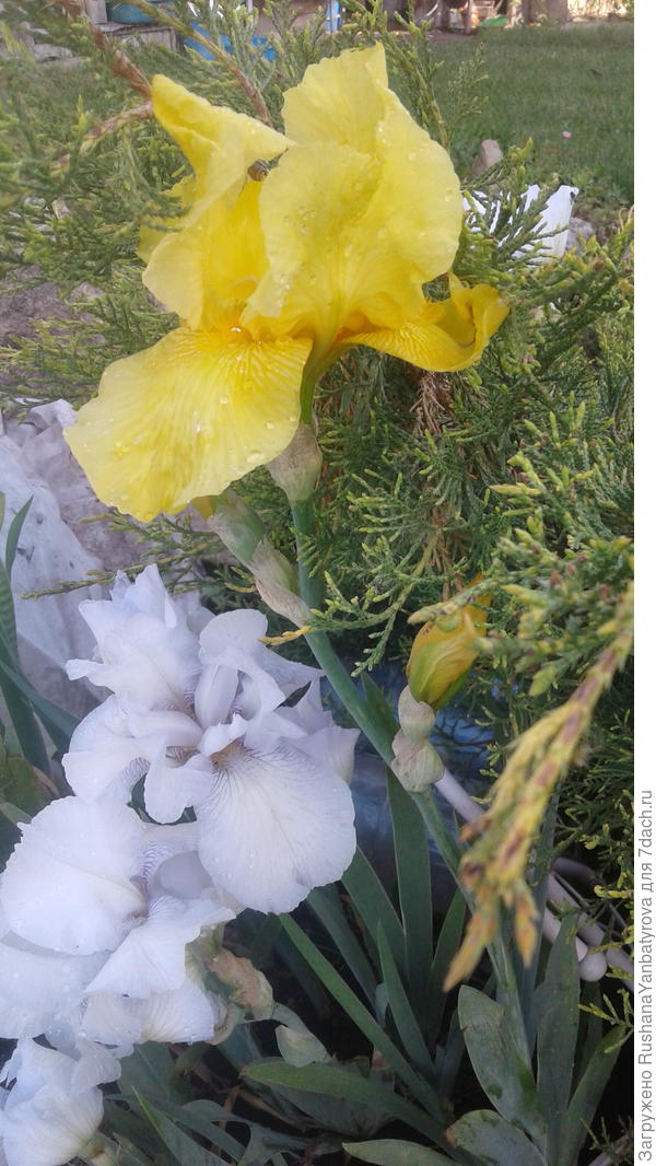 И -ирисы все же зацвели после града.