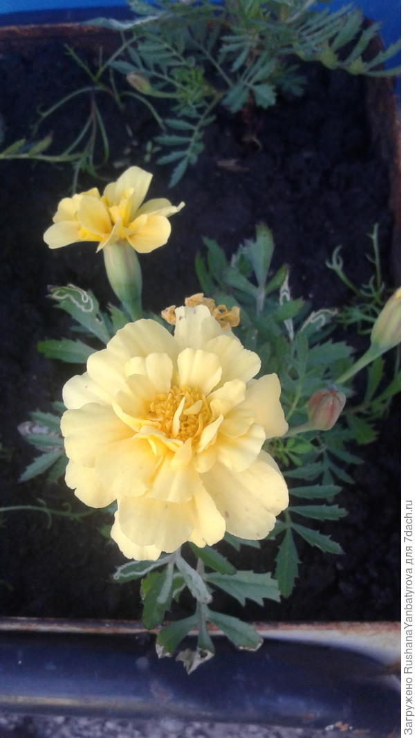 Б - бархатцы из рассады.