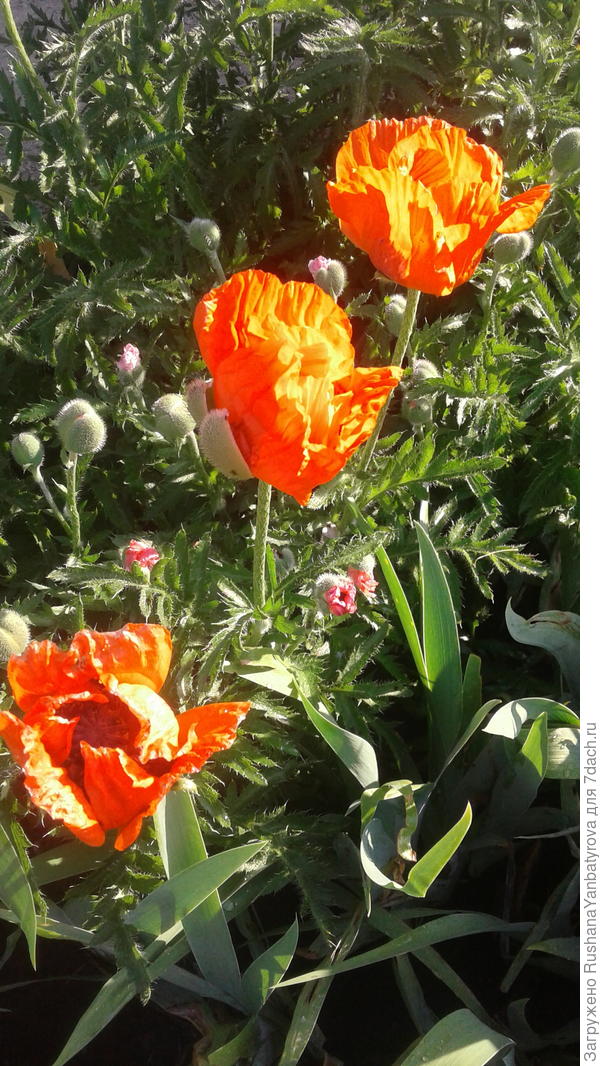 М - мак восточный