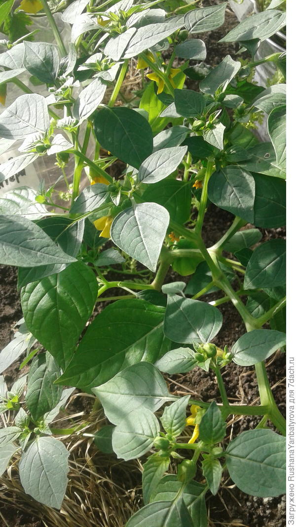 Это старые крупнопдодные для засолки.