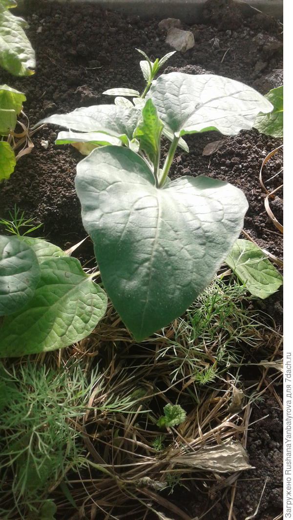 Новые иностранцы!Ботва мощная!