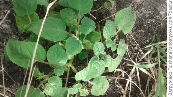 Мелкие Ананасные.