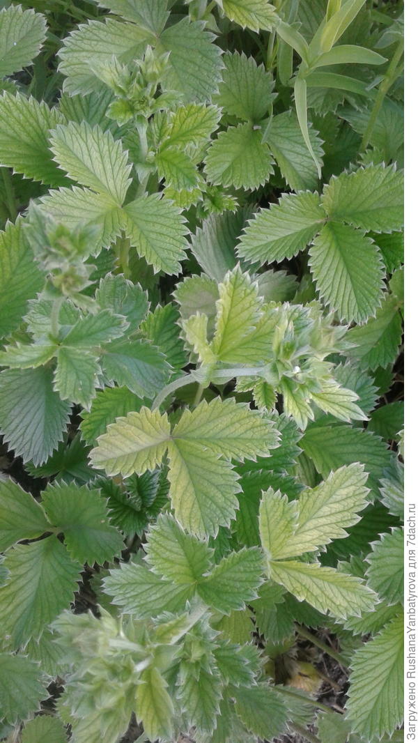 Лапчатка только набутонилась.