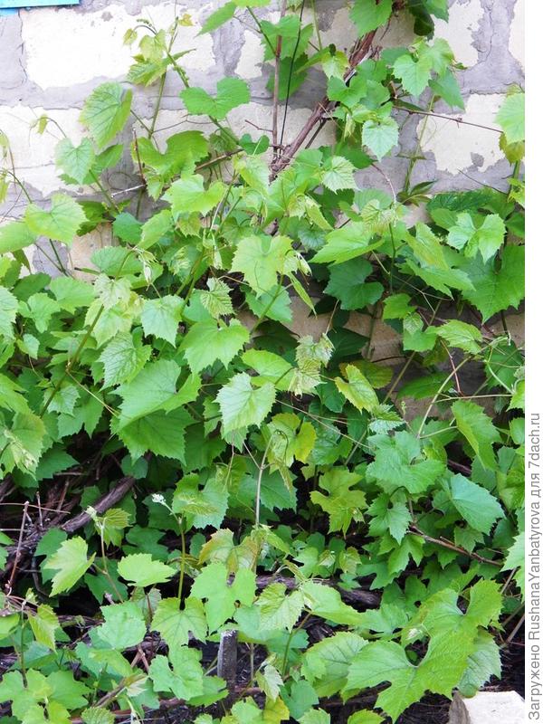 Во какой молодняк!