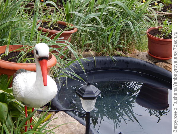 Новый житель дачи.