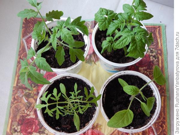 Рассада готова к обработке