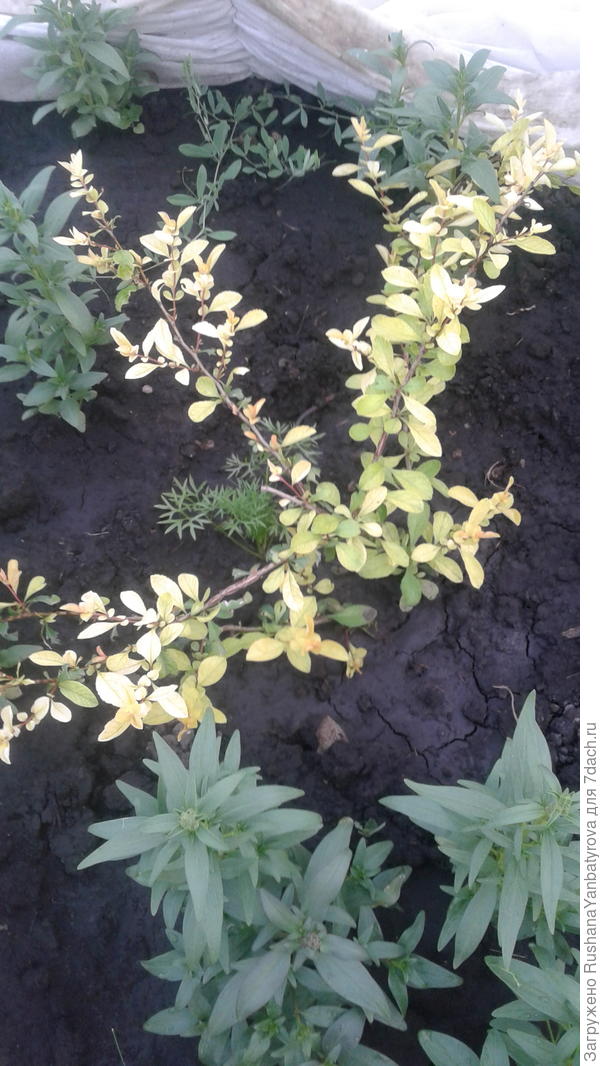 Хеномелес Ваш.