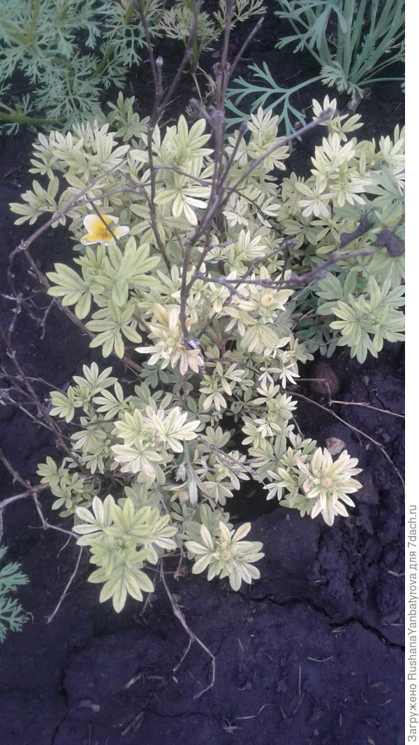 Куридьакий чай.