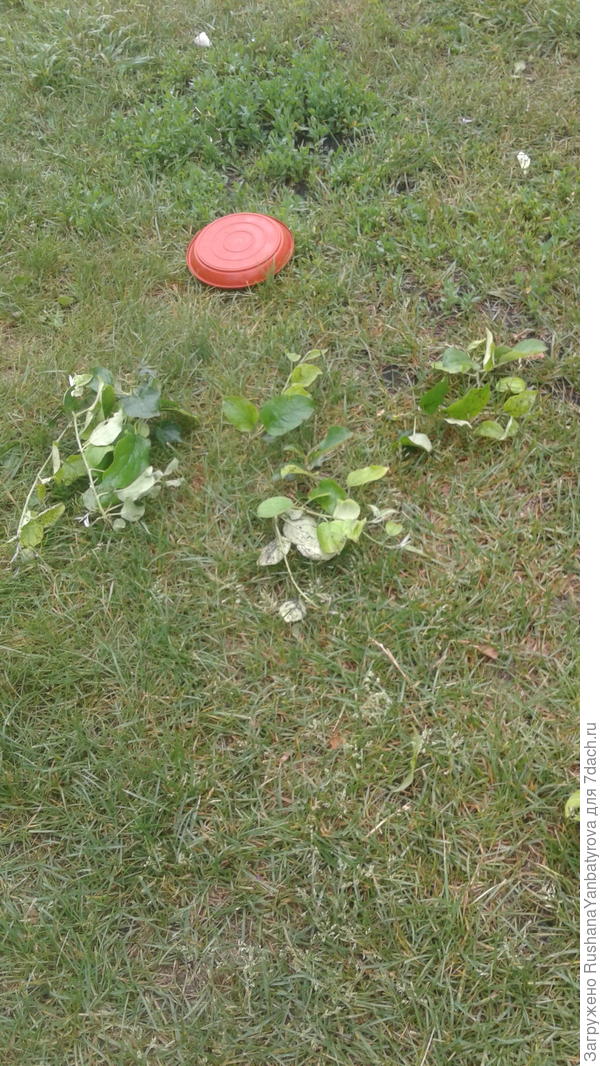 После урагана и дождя.