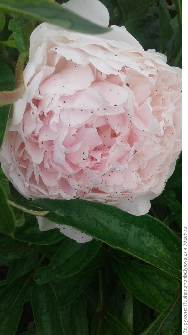 Испачкался мой красавец.