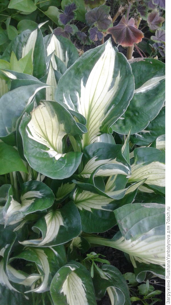 Самая любимая