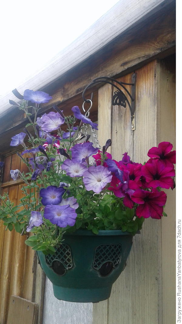 В подвесных кашпо.