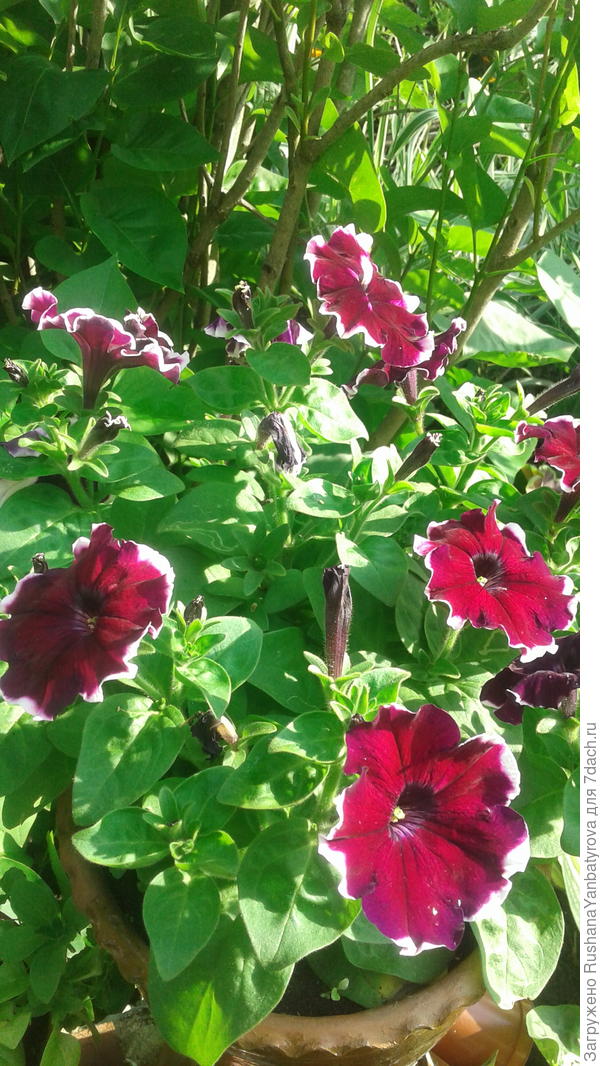 В горшке-человечке.