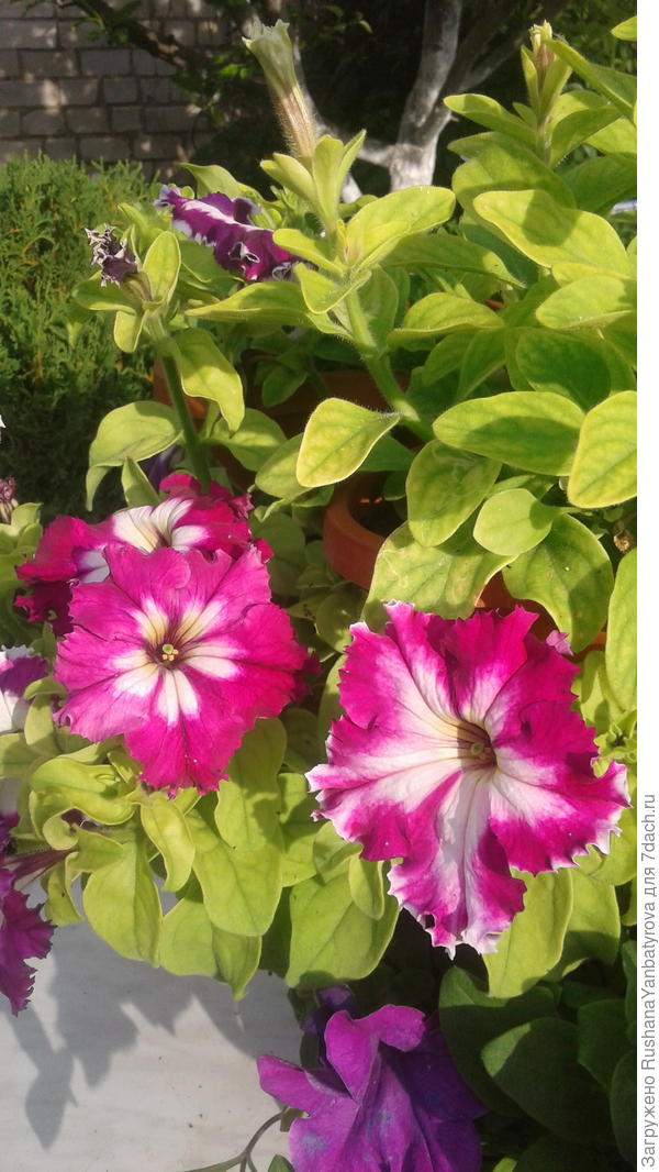 И в трехъярусном кашпо немного пожелтели.