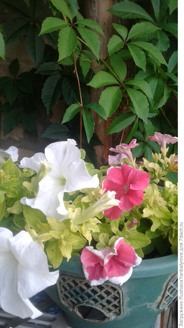 Иногда у меня вот так желтеет листва,но петуньки цветут и не пропадают.