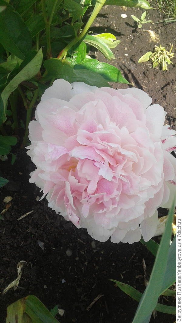 В подарок вмем любимый пион!