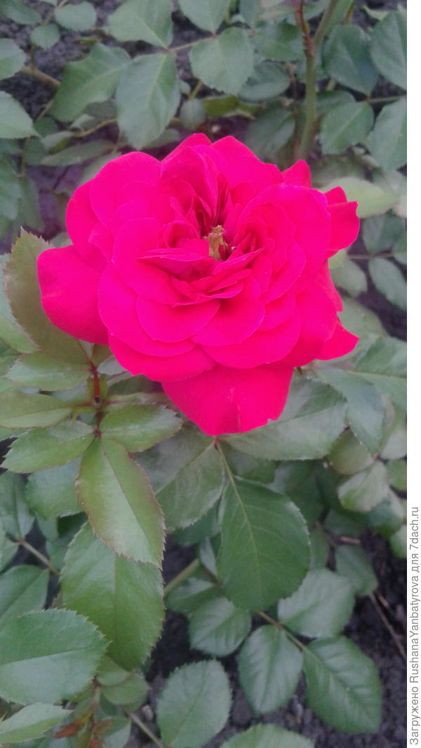 А это Софиюшке!