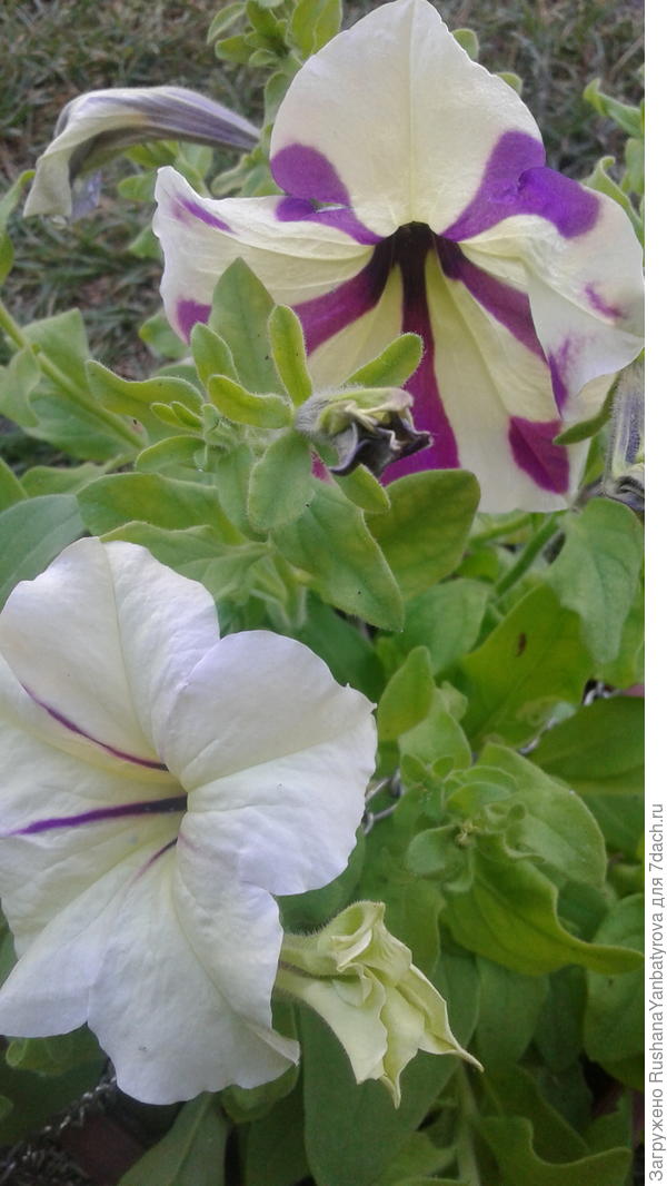 То ли от лимонных народились,то ли от фиолетовых.