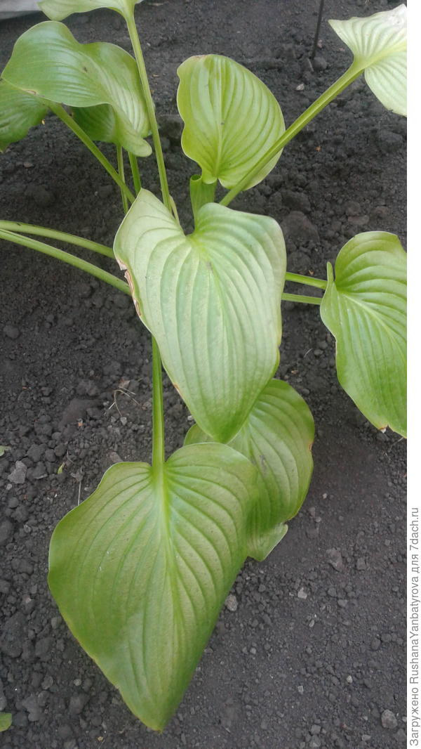 Хоста от СветЛаника!