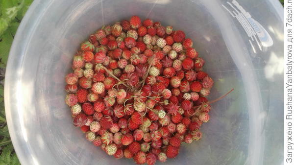 И ягодки лесные к чаю!