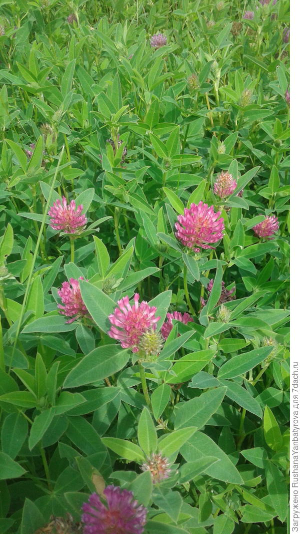 Клевер красный.