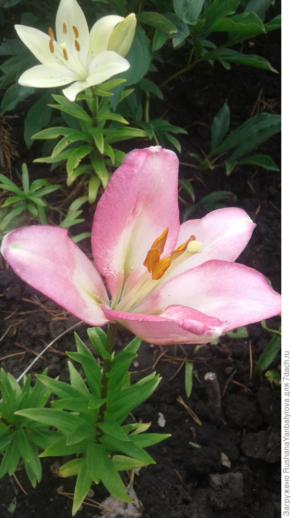 Нежно-розовая. И все безымянные.