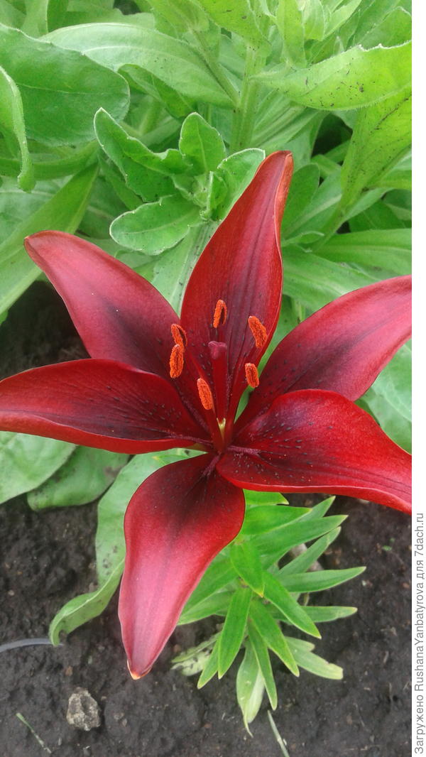 Эта всего одна.